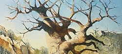 Baobab Study - Mapungubwe Game Reserve | 2013 | Oil on Canvas | 40 x 55 cm